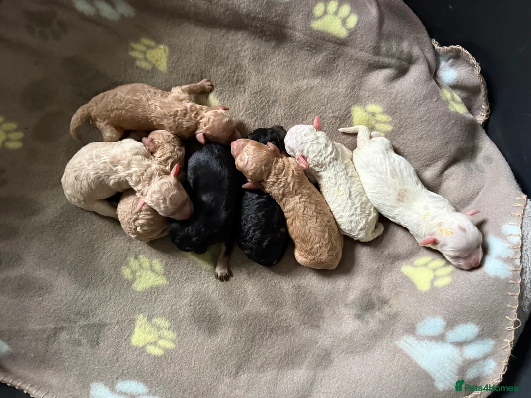 Mixed Breed dogs for sale: 8 Beautiful Cavapoochon Puppies in Bacup - Advert 12
