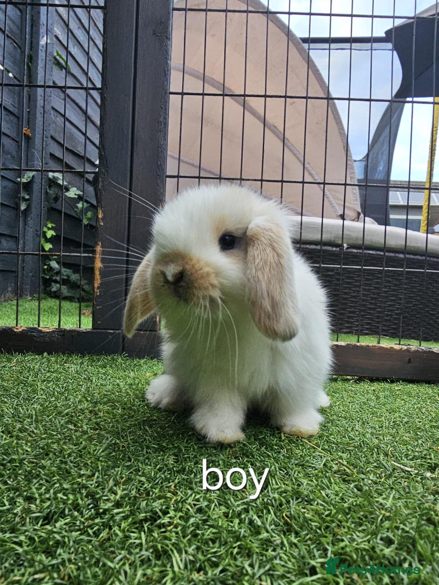 Mini Lop rabbits Beautiful mini lops for sale 💙🩷 - Advert 8