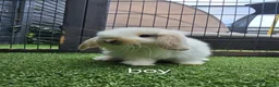 Mini Lop rabbits for sale: Beautiful mini lops for sale 💙🩷 - Advert 22