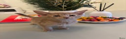 Abyssinian cats for sale: Pure pedigree Tica registered Abyssinian kittens  - Advert 5