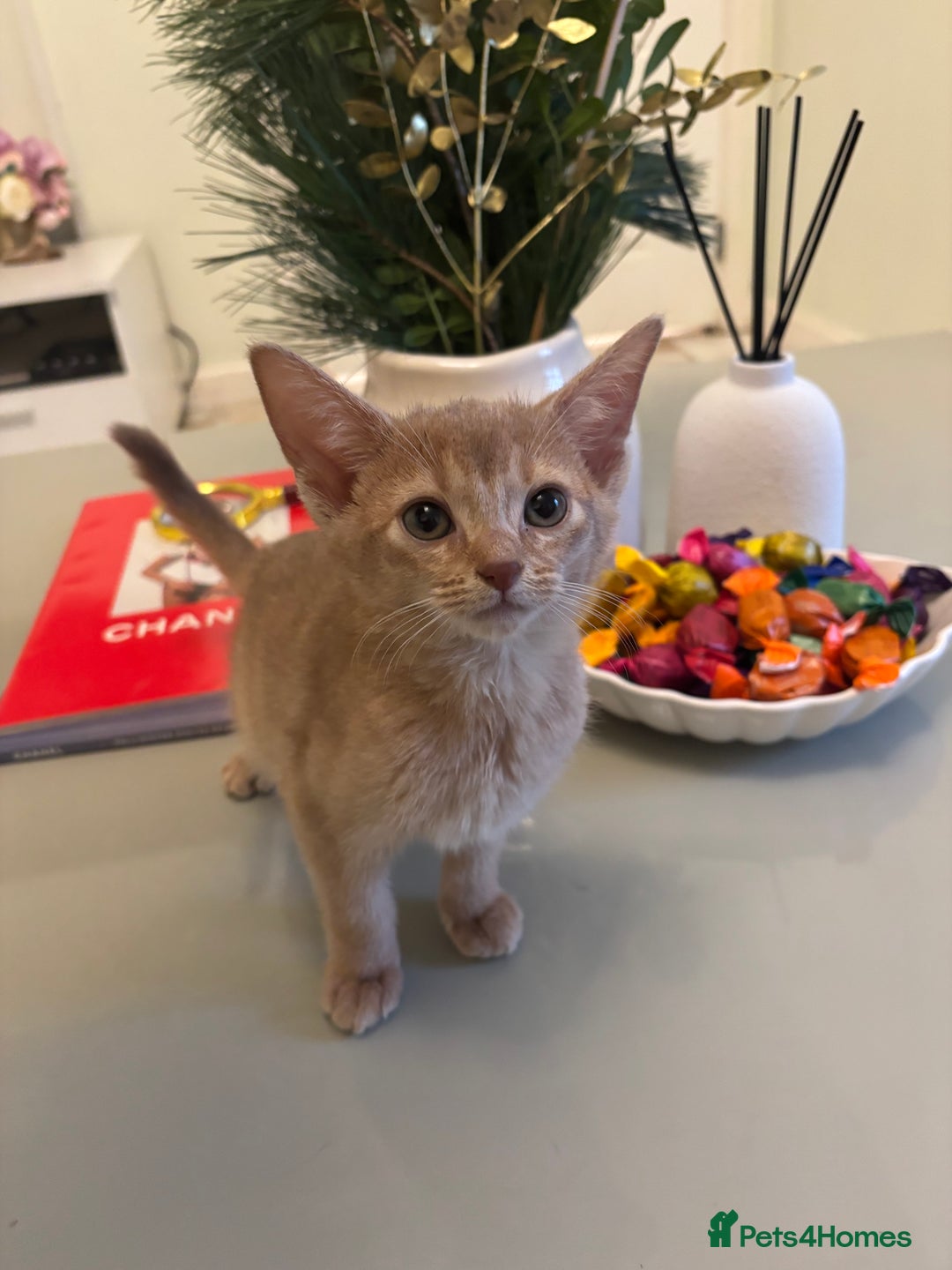 Abyssinian cats for sale: Pure pedigree Tica registered Abyssinian kittens  - Advert 5