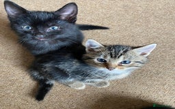 Mixed Breed cats for sale: Beautiful Kittens - Image 11