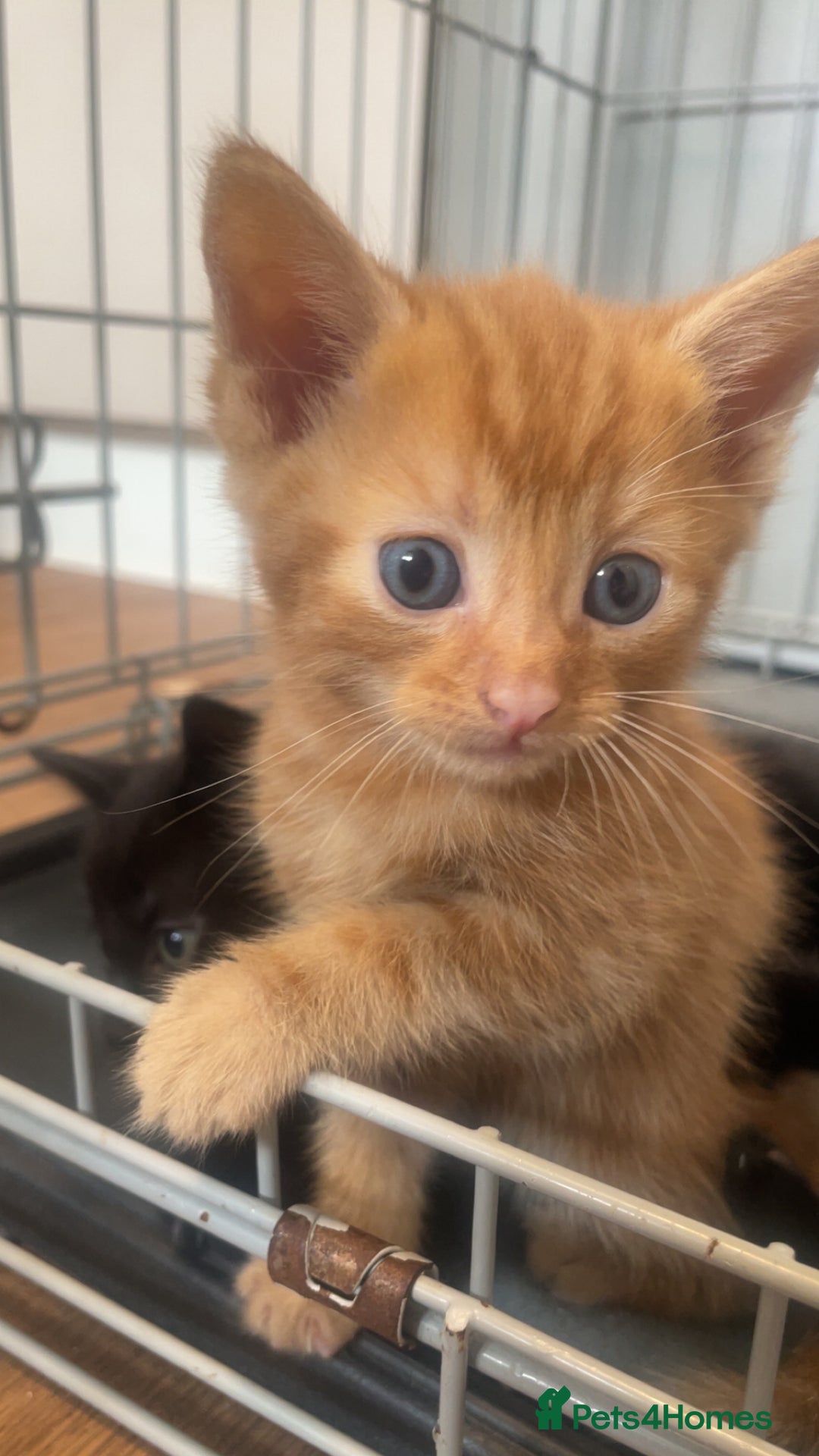 Domestic Shorthair cats for sale: Beautiful kittens - Image 6