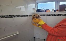 Mini Lop rabbits for sale: Mini lop rabbit - Image 2