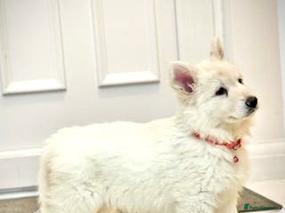 German Shepherd dogs LAST ONE KC REG STRAIGHT BACKED WHITE GSD PUP!!! - Advert 3