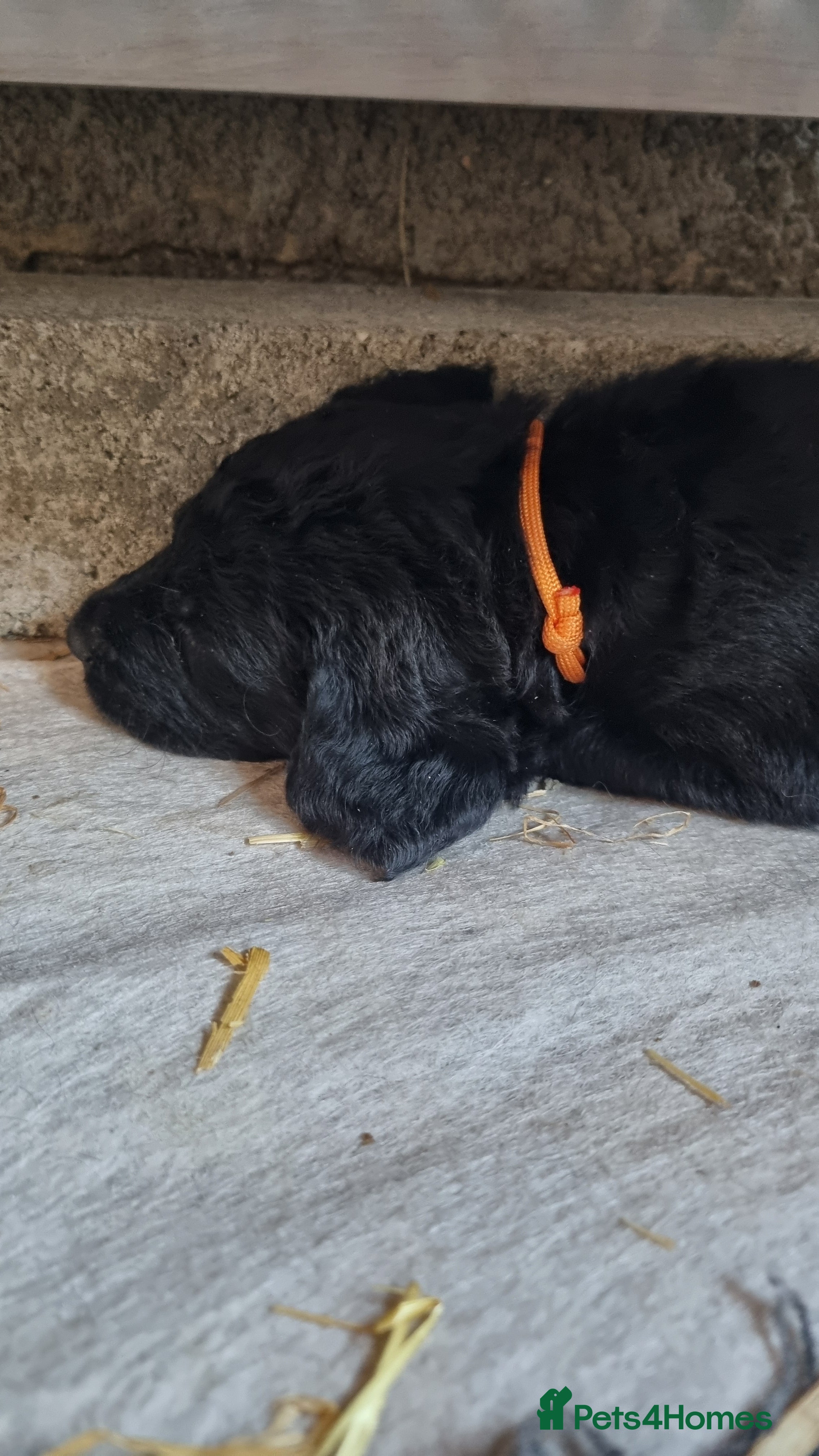 Goldador dogs Golden Retriever × Black Labrador Puppies - Advert 2