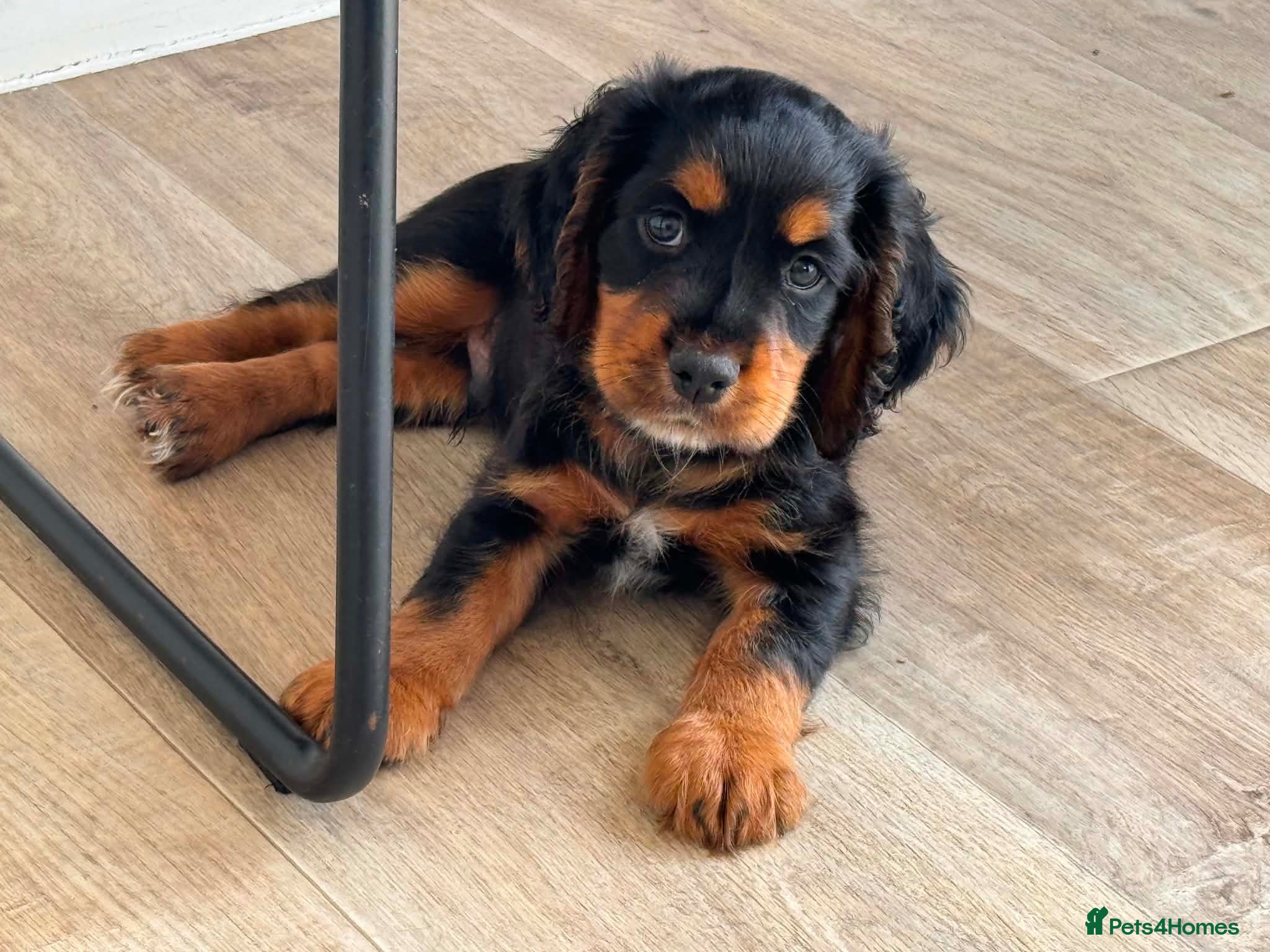 Cocker Spaniel dogs Tri coloured cocker spaniel puppies  - Advert 10