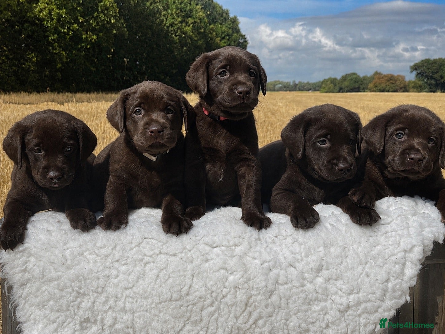 Labrador Retriever dogs Chocolate Labrador puppies KC health tested  - Advert 1