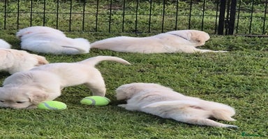 Golden Retriever dogs - Advert 11