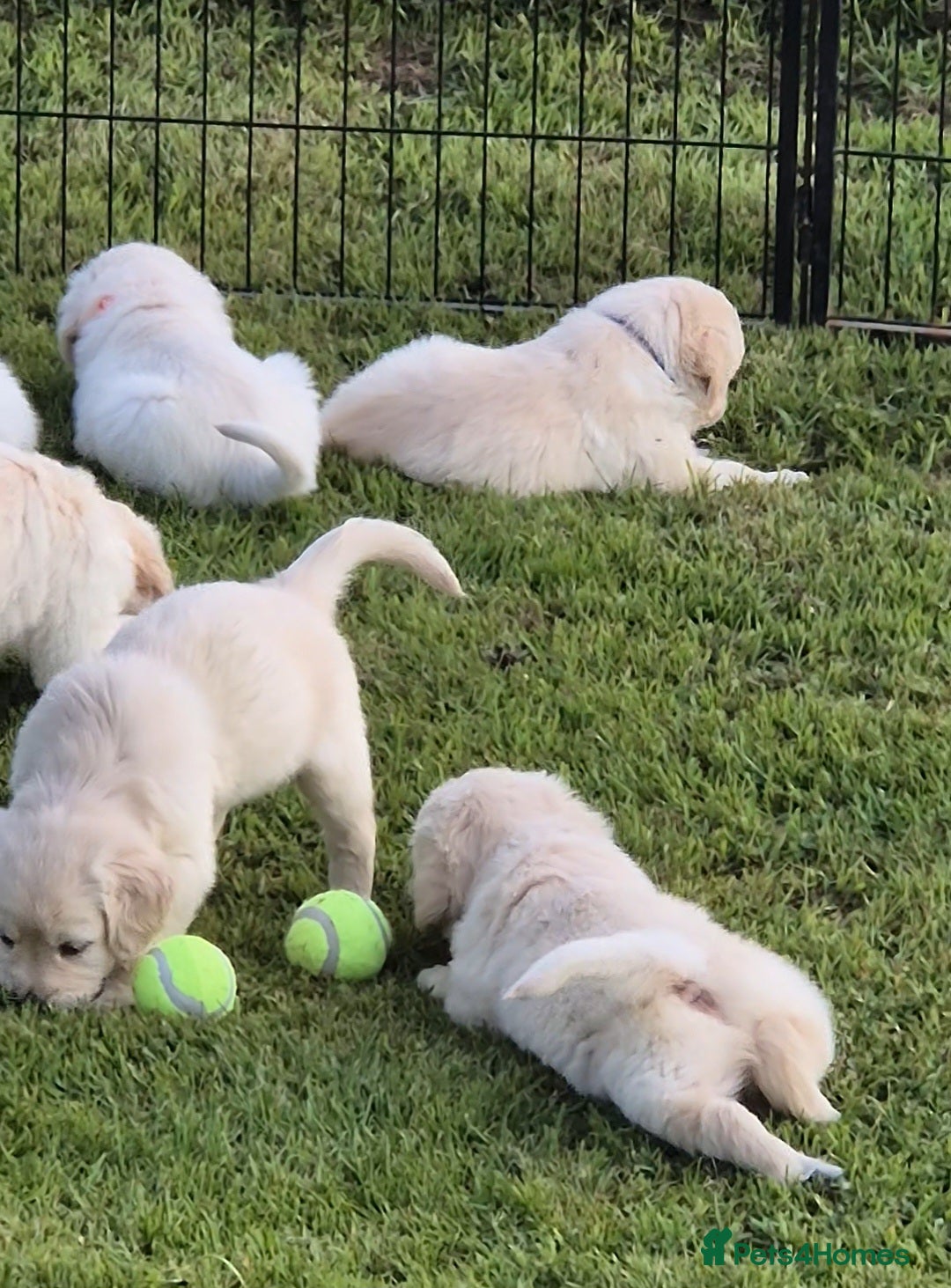 Golden Retriever dogs for sale: KC GOLDEN RETRIEVER PUPPIES  - Image 3