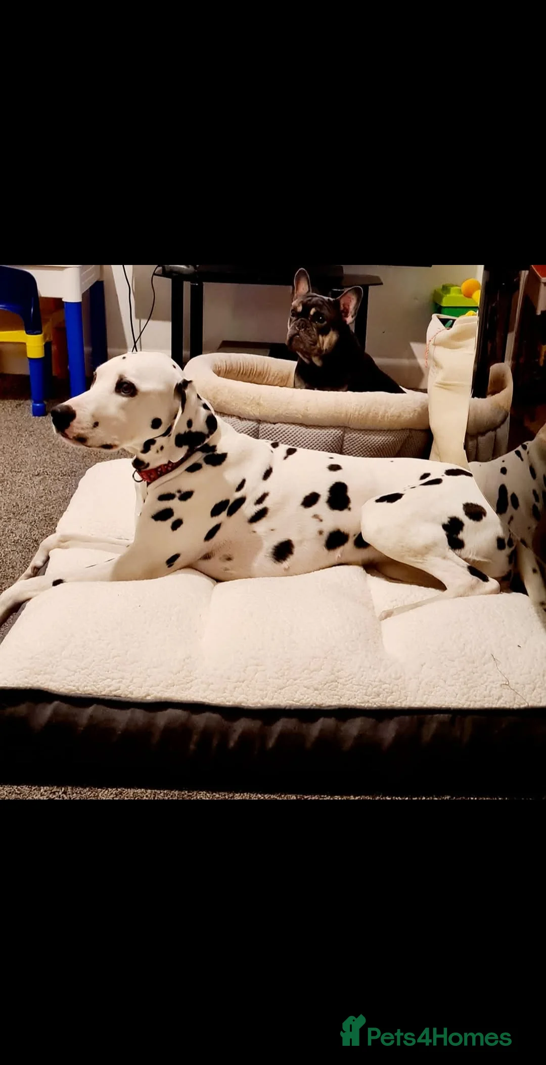 Dalmatian dogs for sale: Dalmation female 7 years old  - Advert 3