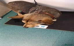 Mixed Breed dogs for adoption: 🐺 WOLFIE – A Brave Soul Ready for a New Life 🖤 - Advert 39