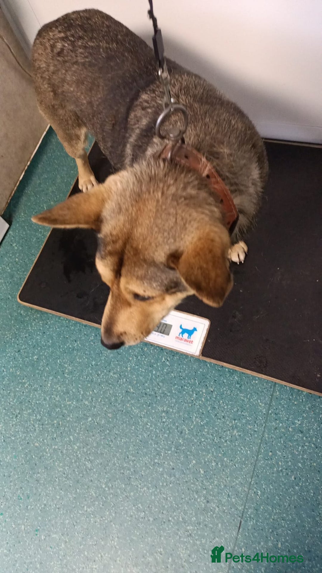 Mixed Breed dogs for adoption: 🐺 WOLFIE – A Brave Soul Ready for a New Life 🖤 - Advert 39