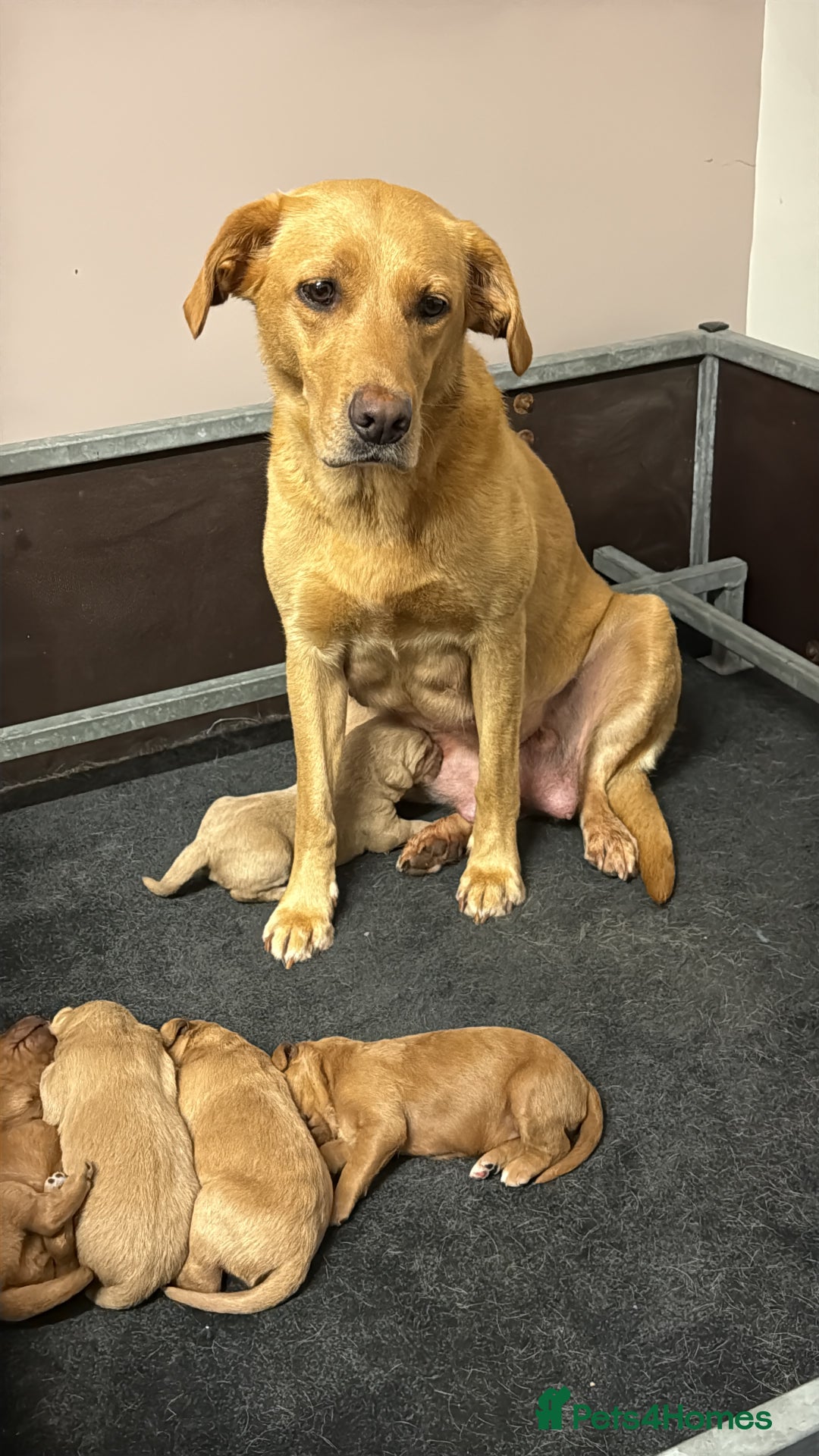 Labradoodle dogs for sale: 6 beautiful labradoodles - Advert 19