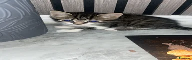 British Shorthair Kitten 3