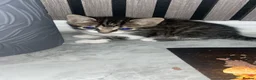 British Shorthair cats for sale: Kittens for sale  - Advert 16