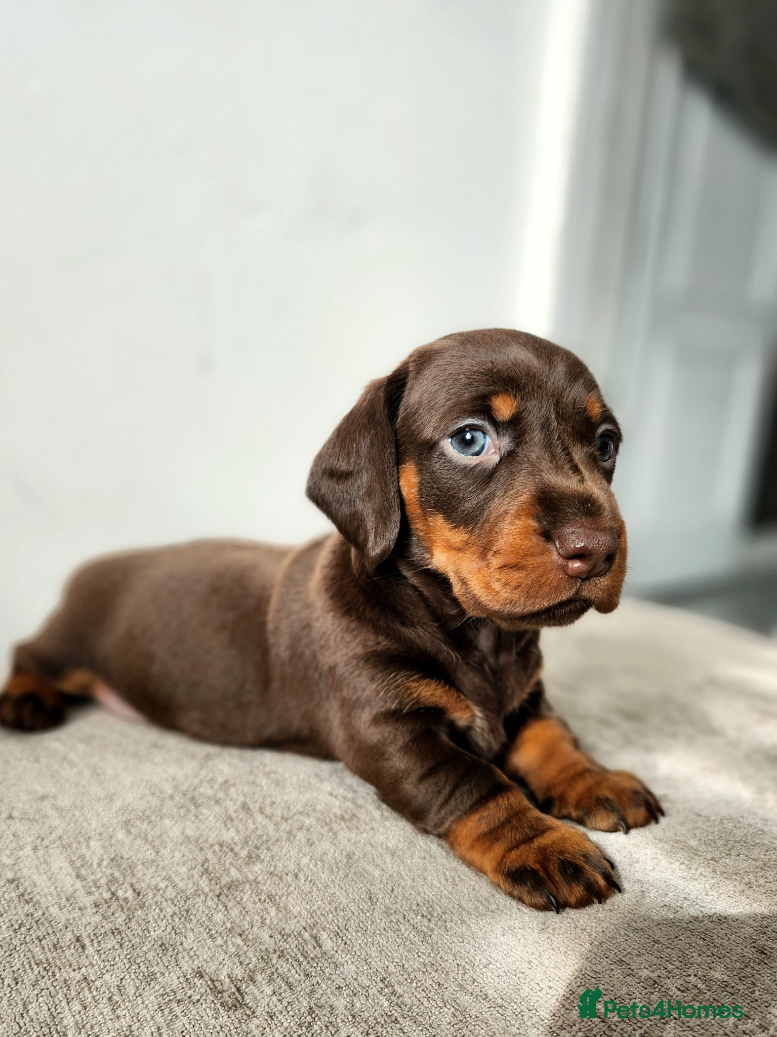 Miniature Dachshund dogs Beautiful miniature Daschunds for sale  - Advert 1