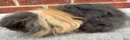 Guinea Pig rodents for sale: Guinea pig Alpaca boar 6 mths  - Advert 5