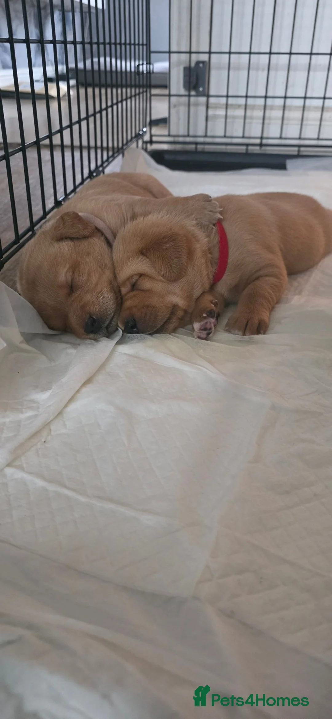 Labrador Retriever dogs for sale: Labrador Retriever  - Advert 2