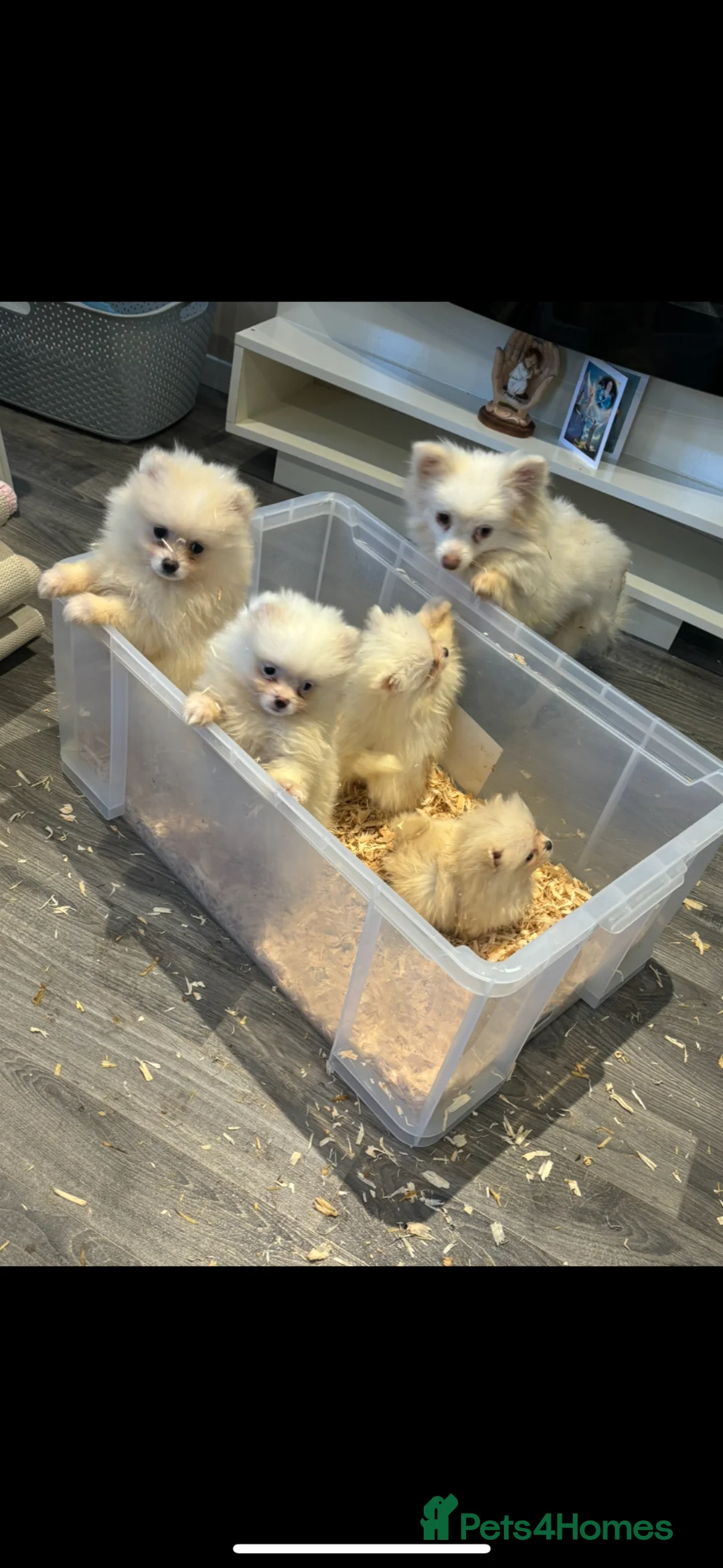 Pomeranian dogs for sale: Miniature Pomeranian Puppies - Advert 2
