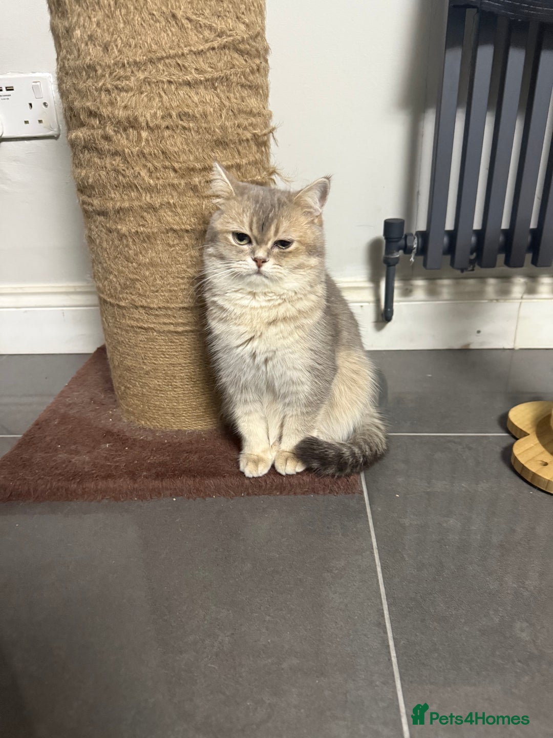 British Shorthair cats for sale: British shorthair blu golden ay 12 - Advert 6