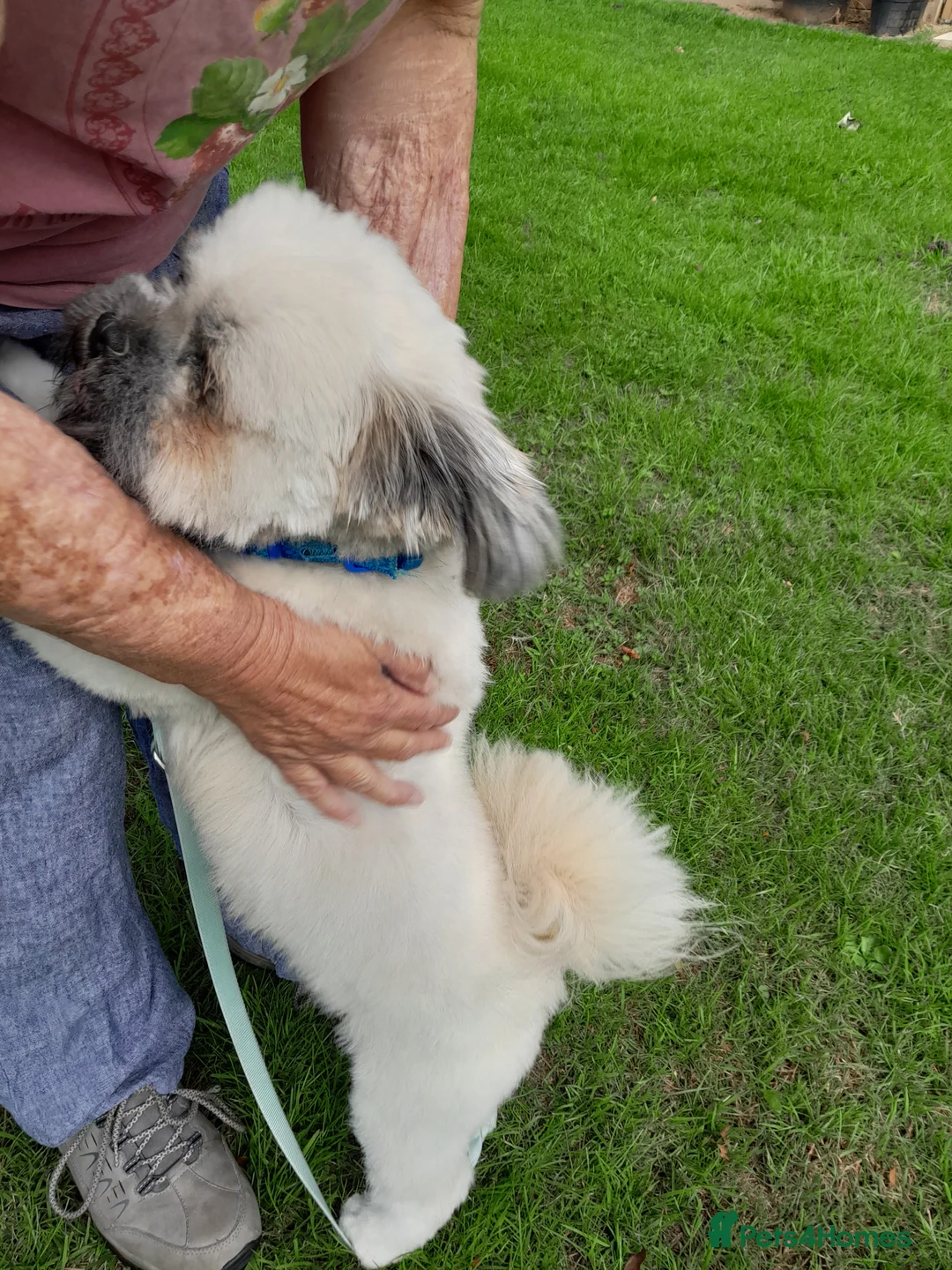 Lhasa Apso dogs for stud: stud dog  - Advert 2