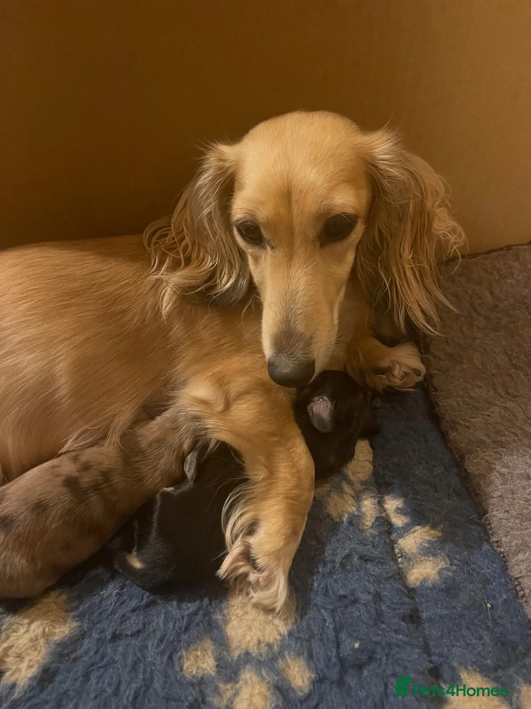 Miniature Dachshund dogs for sale: Miniature dachshund long haired  in St. Neots - Advert 4