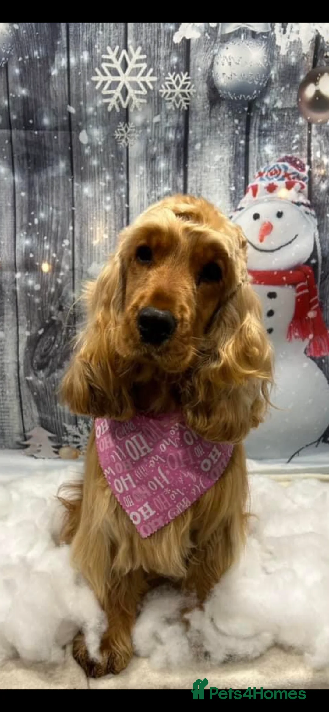 Cocker Spaniel dogs for sale: Kc register golden show cocker boy  - Advert 1