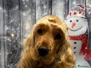 Cocker Spaniel dogs Kc register golden show cocker boy - Advert 12