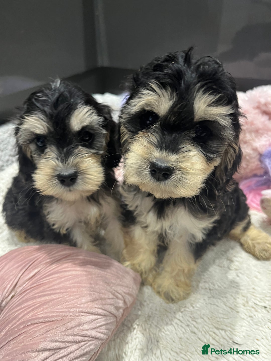 Cockapoo dogs for sale: Beautiful F1 Cockapoo puppies  - Image 29
