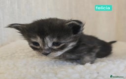 Maine Coon cats for sale: Maine Coon Kittens Smokes Large Russian Lines - Image 22