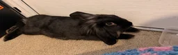 Mixed Breed rabbits for sale: Lionheadxminilop  - Advert 4