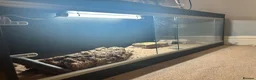 Bearded Dragon reptiles for sale: Barry the breaded dragon - Advert 4