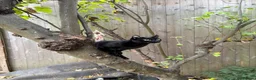 Mixed Breed cats for sale: Beautiful Tuxedo Kittens - Extraordinary Whiskers - Advert 2