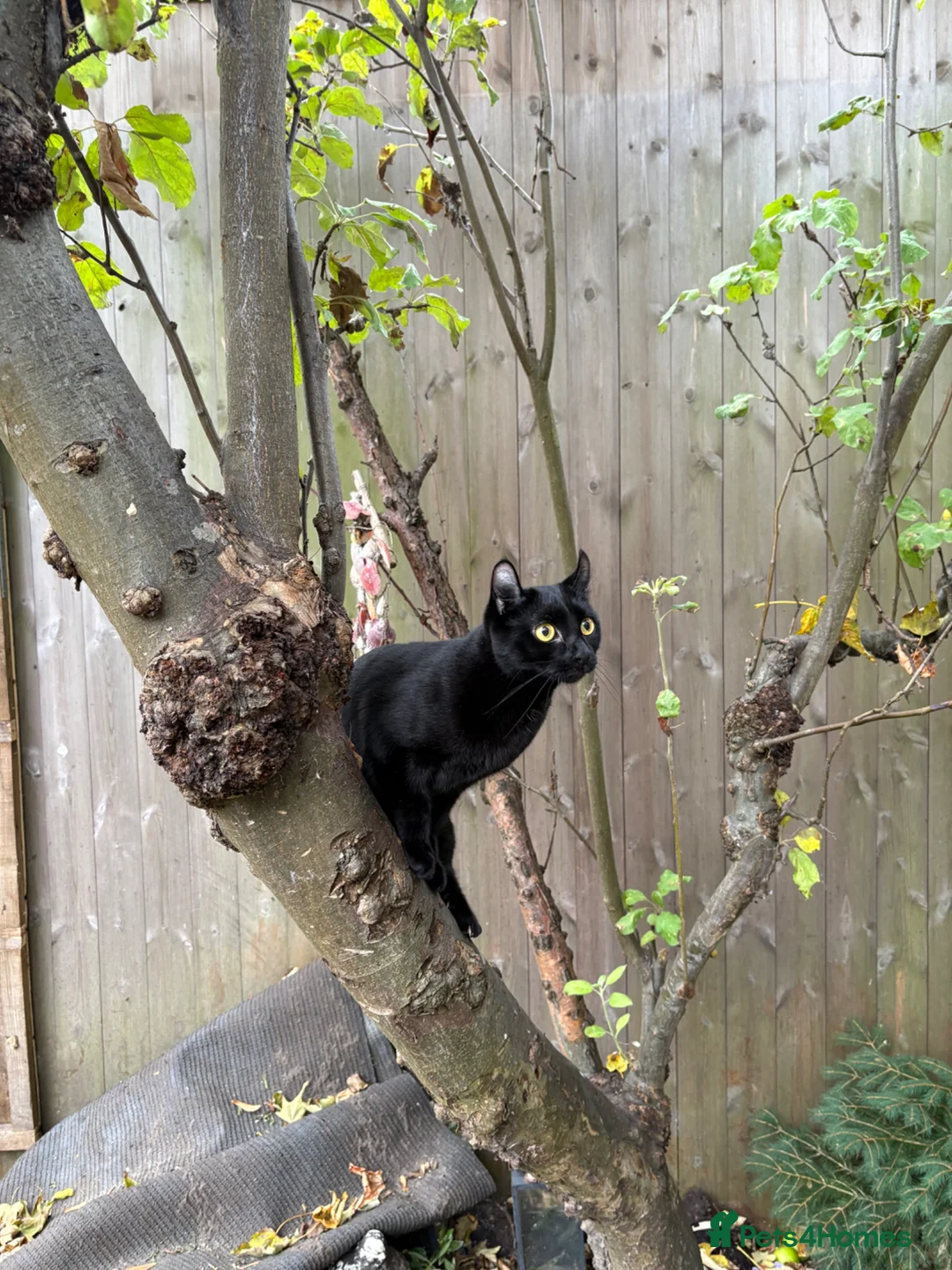 Mixed Breed cats for sale: Beautiful Tuxedo Kittens - Extraordinary Whiskers - Advert 2