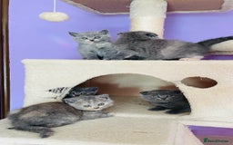 Scottish Fold cats for sale: Beautiful litter of Scottish fold  reservation 😍 - Image 15