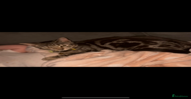 Bengal cats Male and female Bengal looking for forever home.  - Advert 3