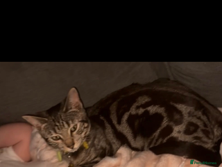 Bengal cats Male and female looking for forever home. - Advert 1