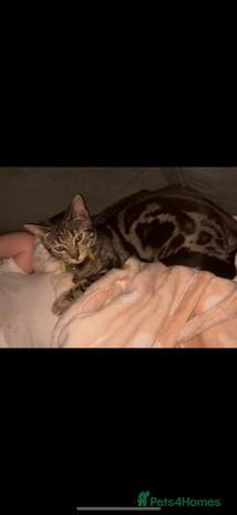 Bengal cats Male and female looking for forever home. - Advert 1