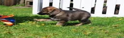German Shepherd dogs for sale: German shepherd puppies working line - Advert 26