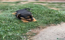 Mixed Breed dogs for sale: Jack Russell Black and Tan terrier puppies  - Image 6