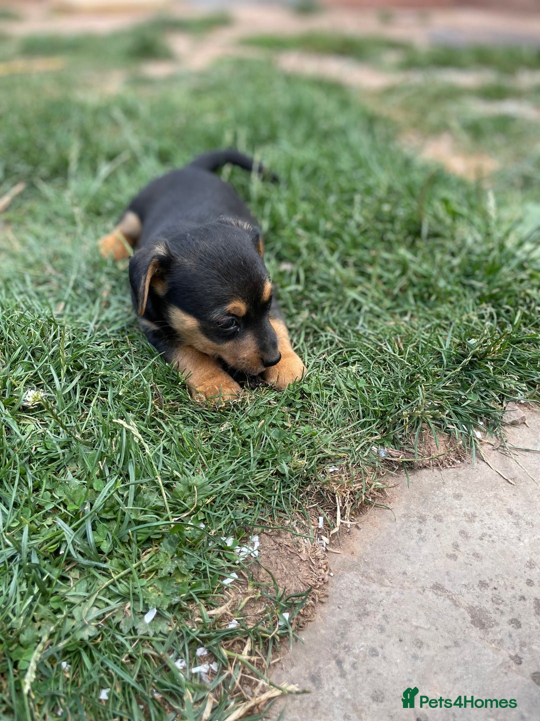 Mixed Breed dogs for sale: Jack Russell Black and Tan terrier puppies  - Image 6