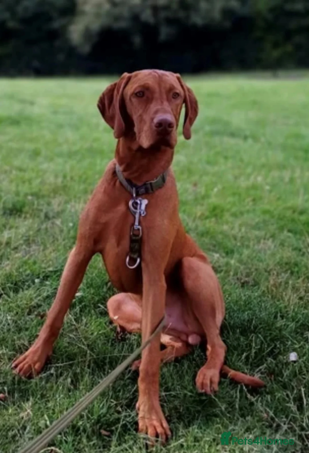 Hungarian Vizsla dogs for sale: Bonnie Hungarian Vizsla in Northampton - Advert 2