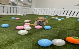 Cockapoo dogs for sale: 🐾STUNNING F1 COCKERPOOS HEALTH TESTED PARENTS 🐾 - Image 17
