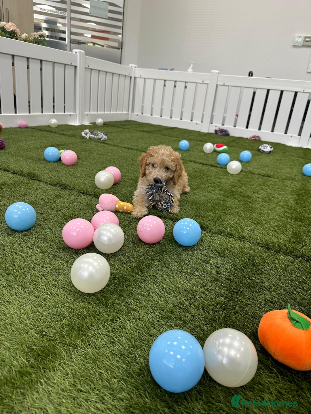 Cockapoo dogs for sale: 🐾STUNNING F1 COCKERPOOS HEALTH TESTED PARENTS 🐾 - Image 17