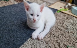 Mixed Breed cats for sale: White kitten boy. Ready to go now - Image 7