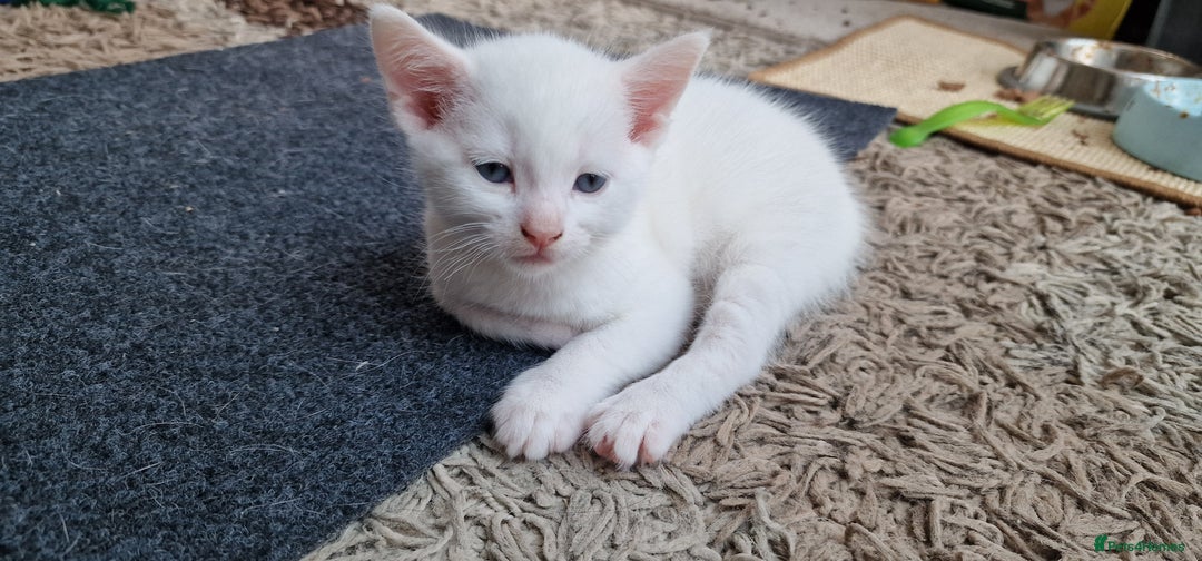 Mixed Breed cats for sale: White kitten boy. Ready to go now - Image 7