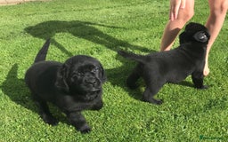 Labrador Retriever dogs for sale: Show Quality Black & Chocolate Labrador Pups - Image 8