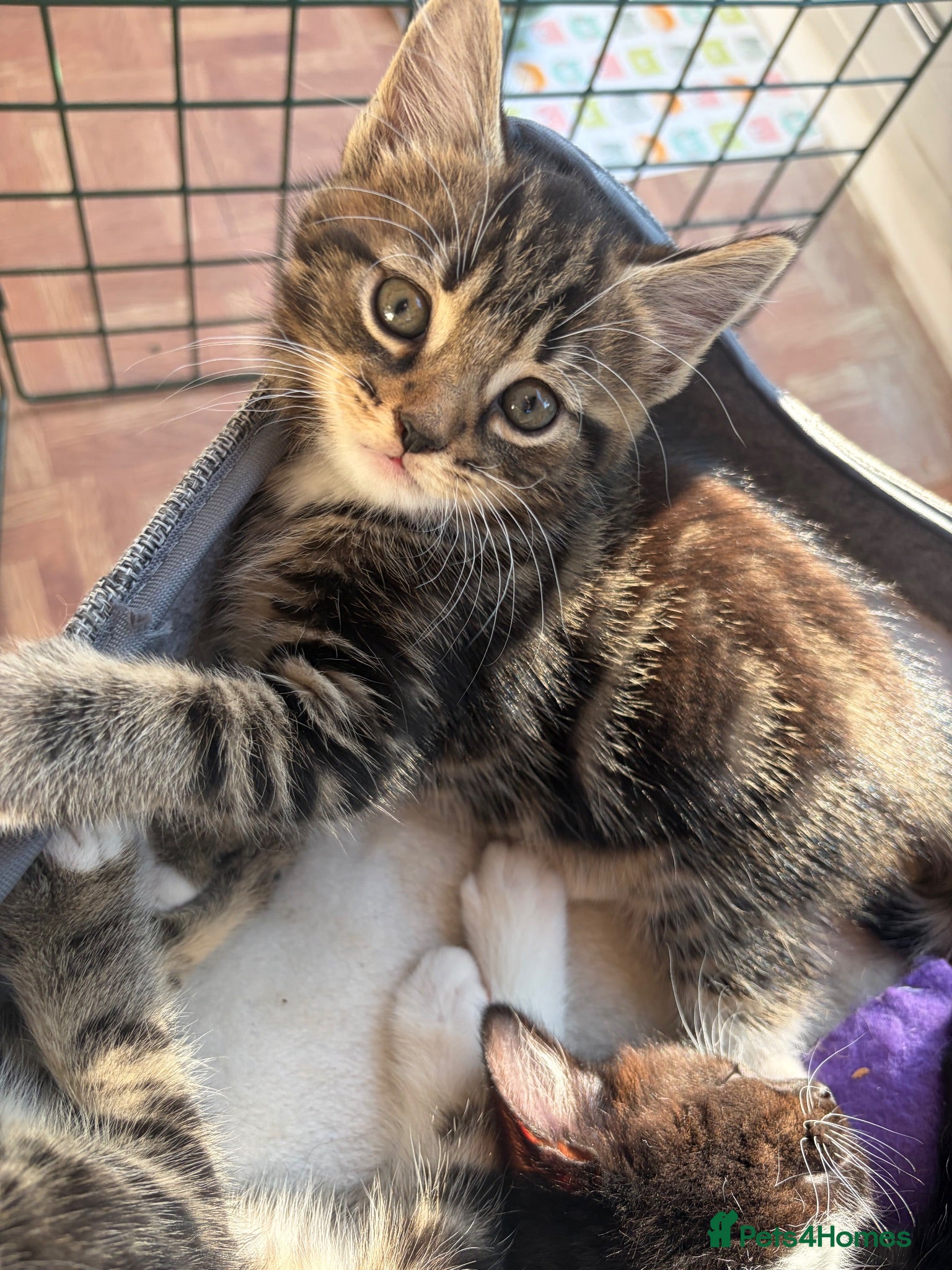 Mixed Breed cats 2 boy kittens for sale - Advert 1