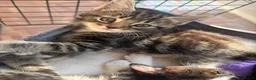 Mixed Breed cats for sale: 2 boy kittens for sale - Advert 1